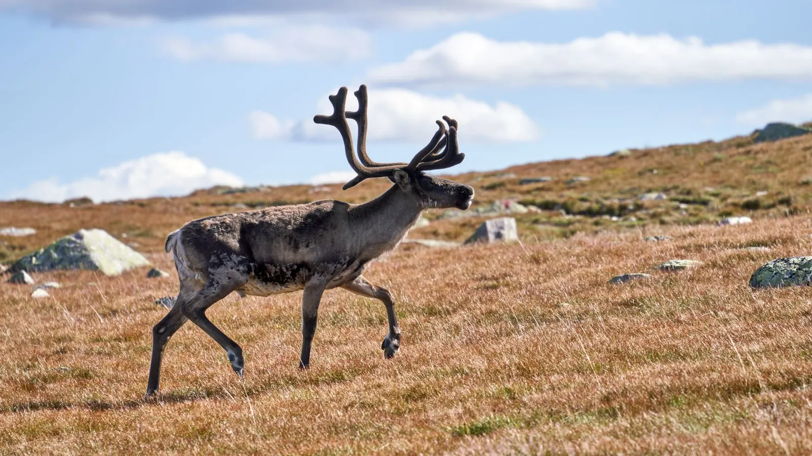 La chasse caribou au Québec : Statut, Nord et Restrictions