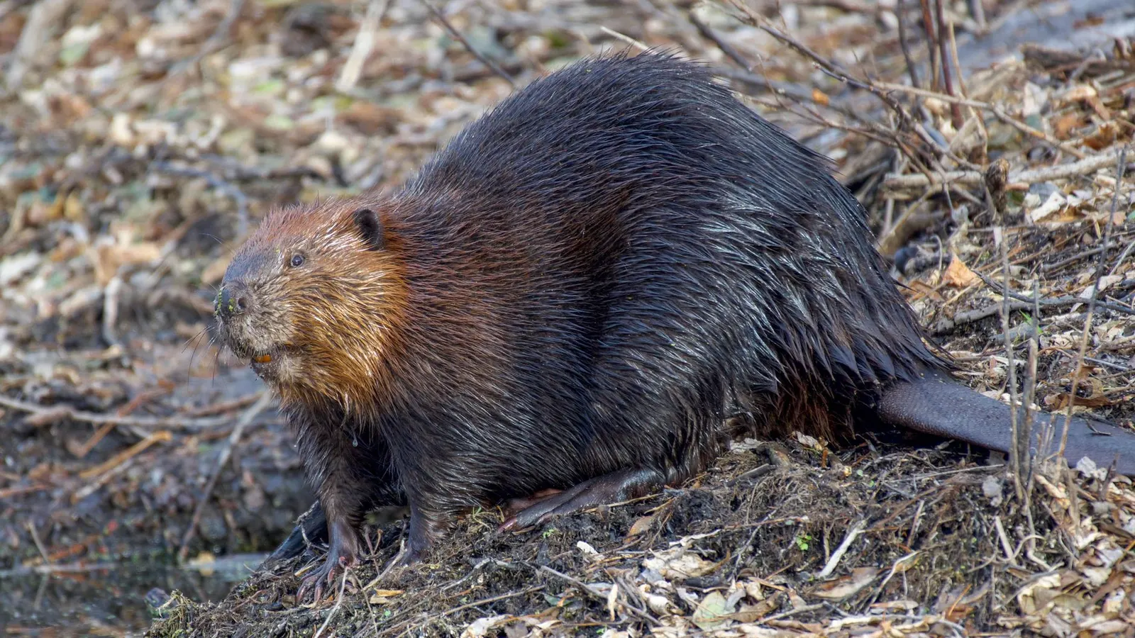 Le piégeage et la chasse au castor au Québec : Guide complet