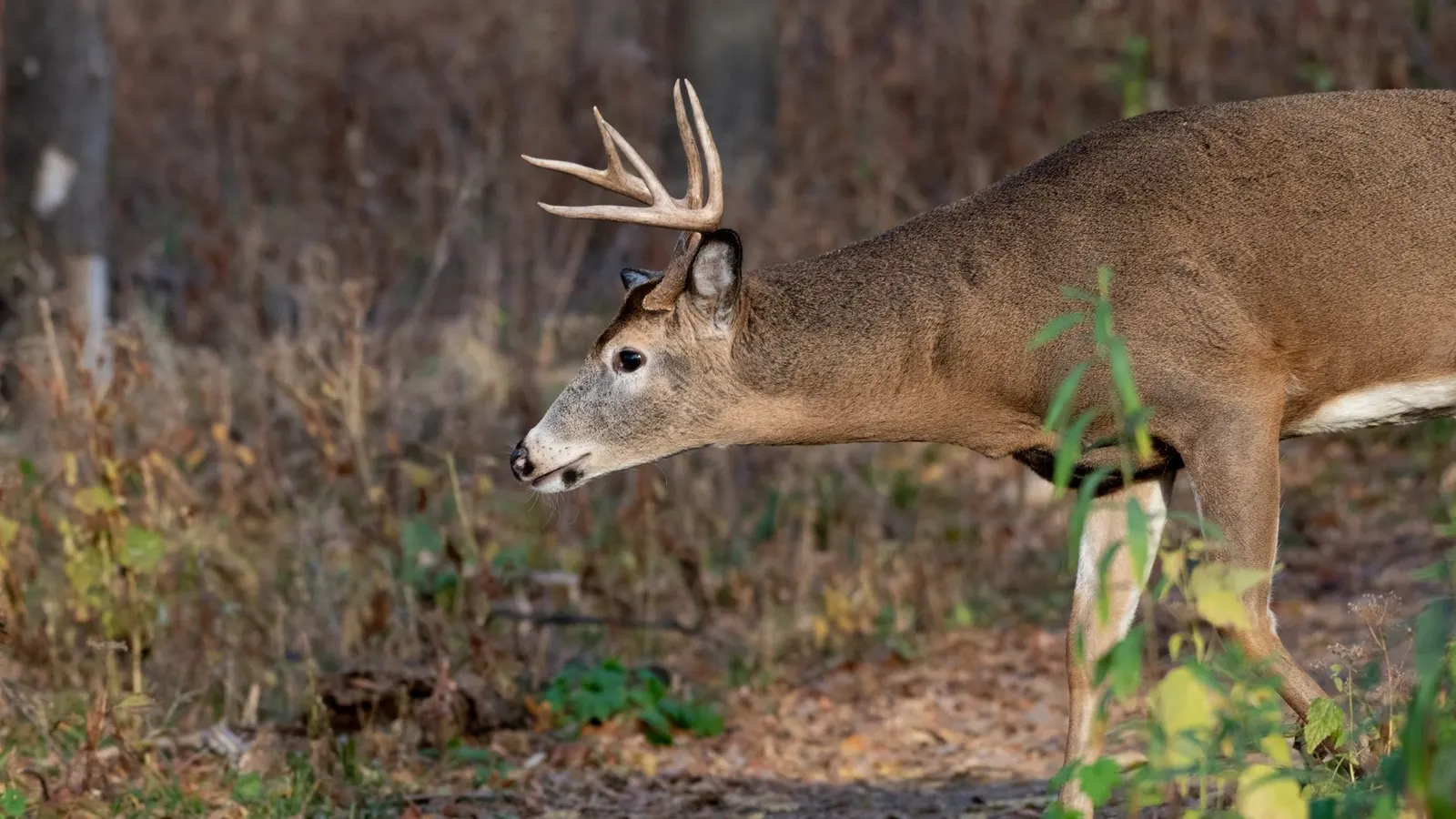 La chasse au chevreuil (cerf de Virginie) au Québec : Guide complet