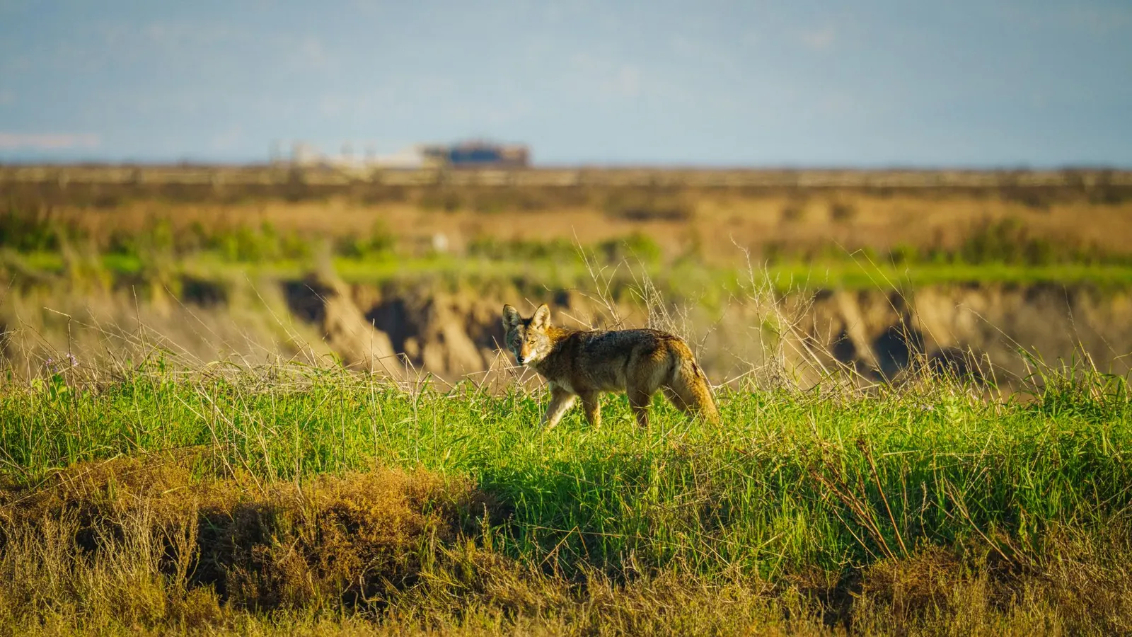 La chasse coyote au Québec : Règlements, techniques d'appel et conseils pour l'hiver