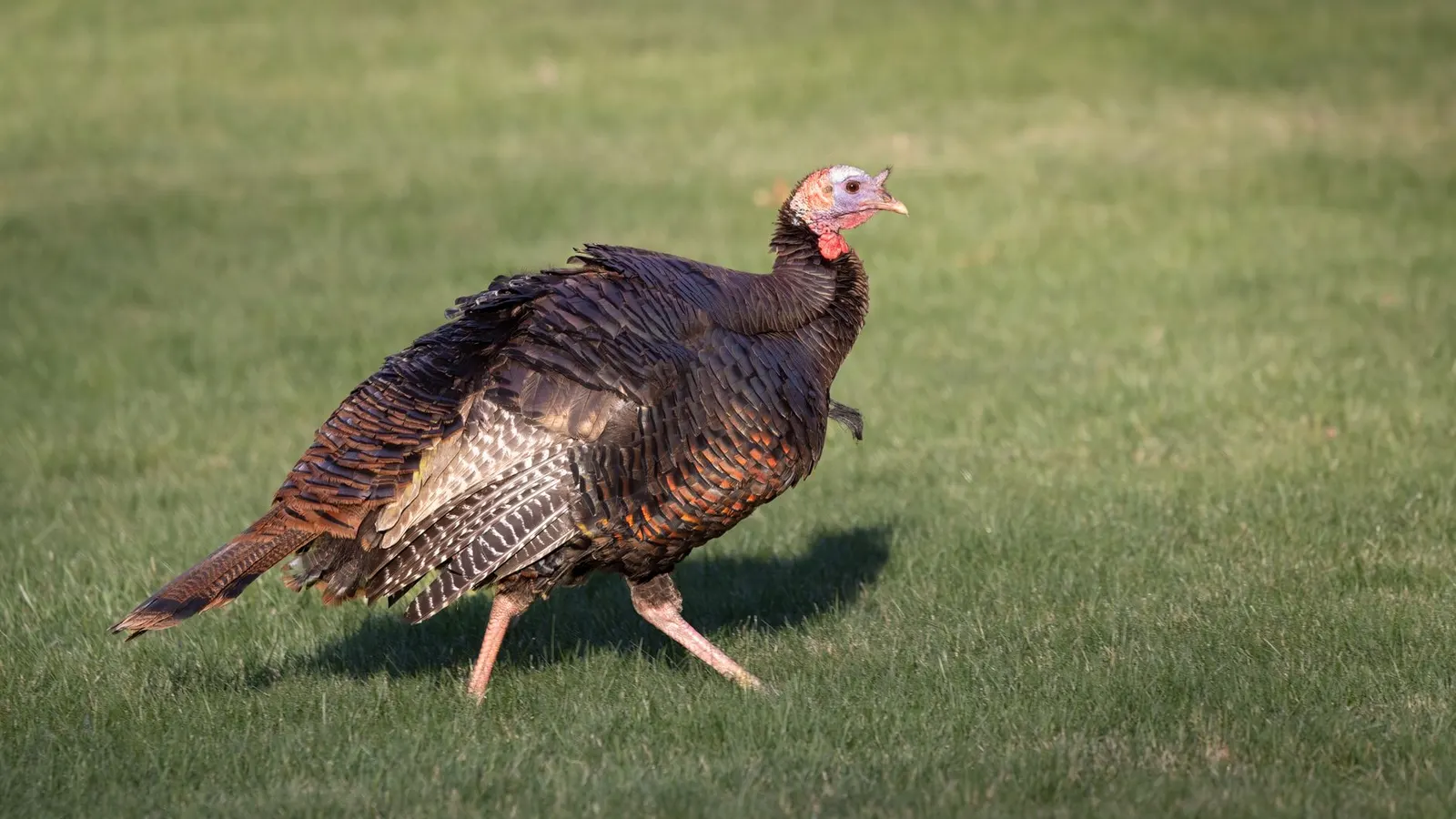La chasse dindon sauvage au Québec : Printemps, appel, zones et conseils