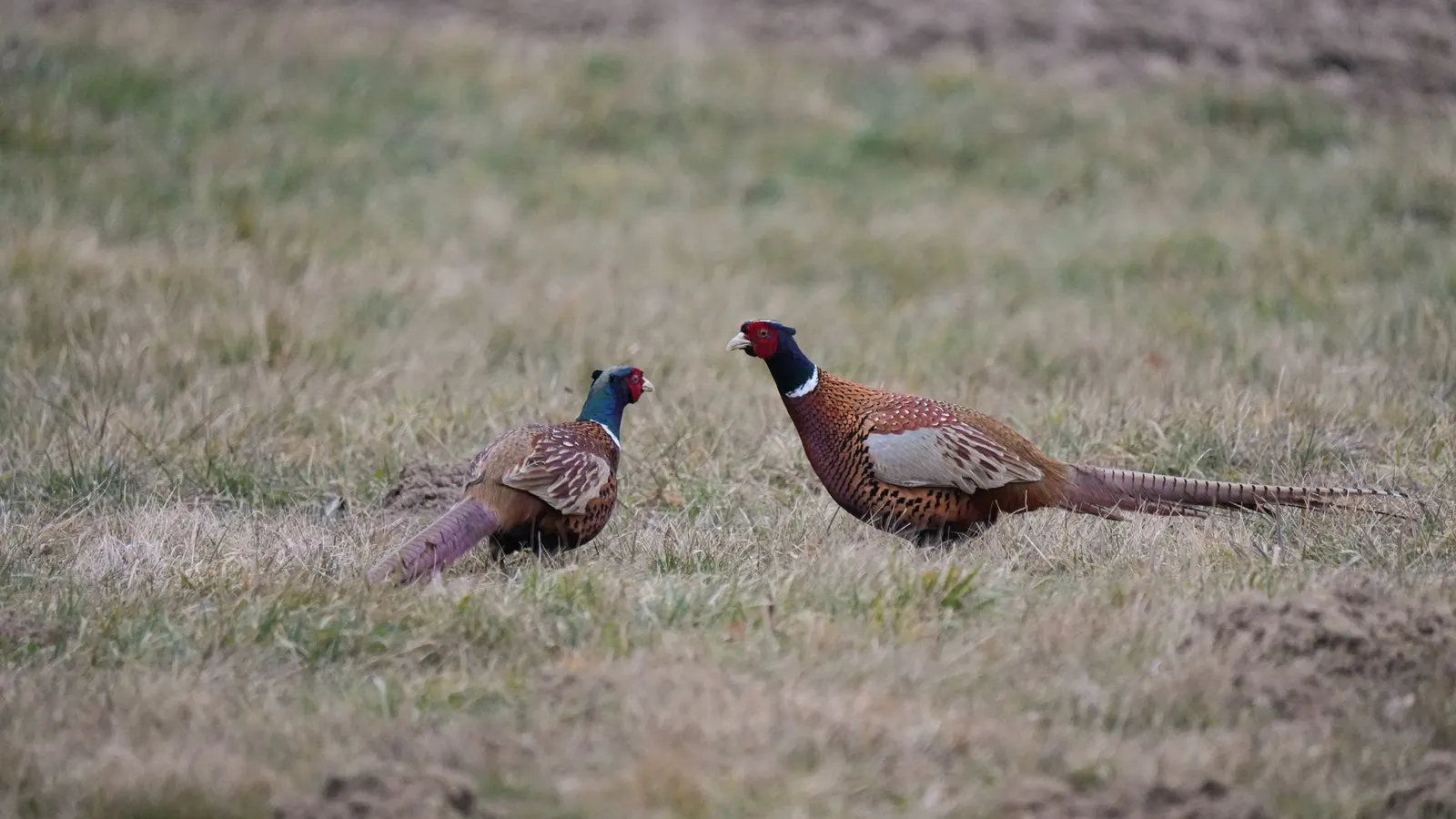 La chasse au faisan au Québec : Guide complet pour les passionnés