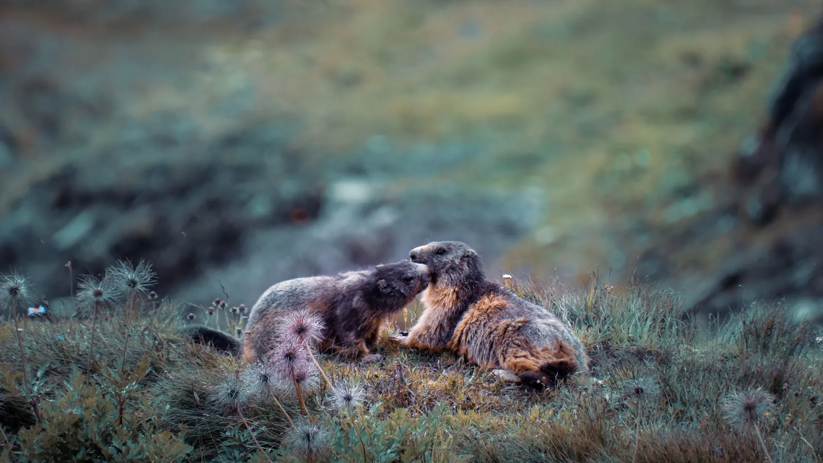 La chasse à la marmotte au Québec : Guide complet pour les passionnés