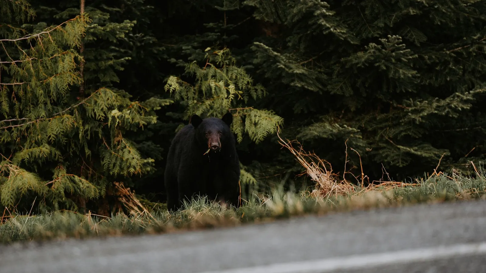La chasse à l’ours noir au Québec : Printemps et Automne