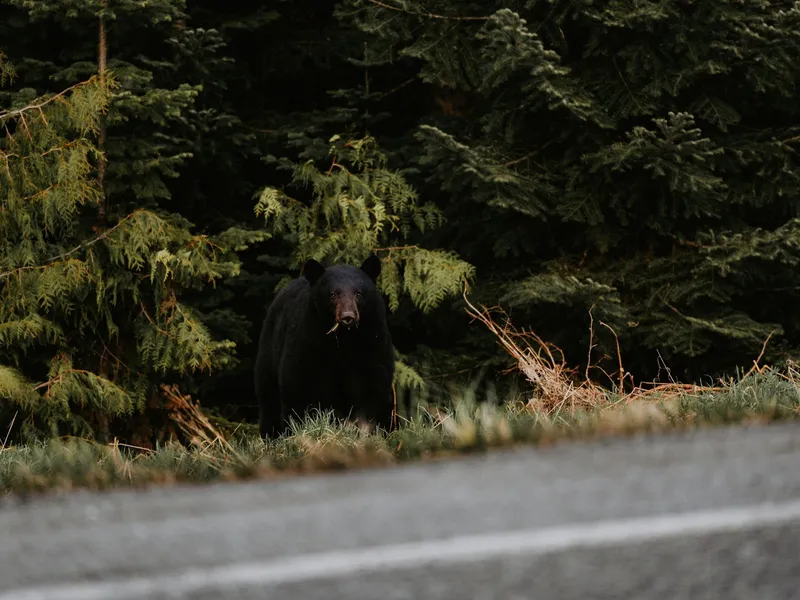 Appât à ours
