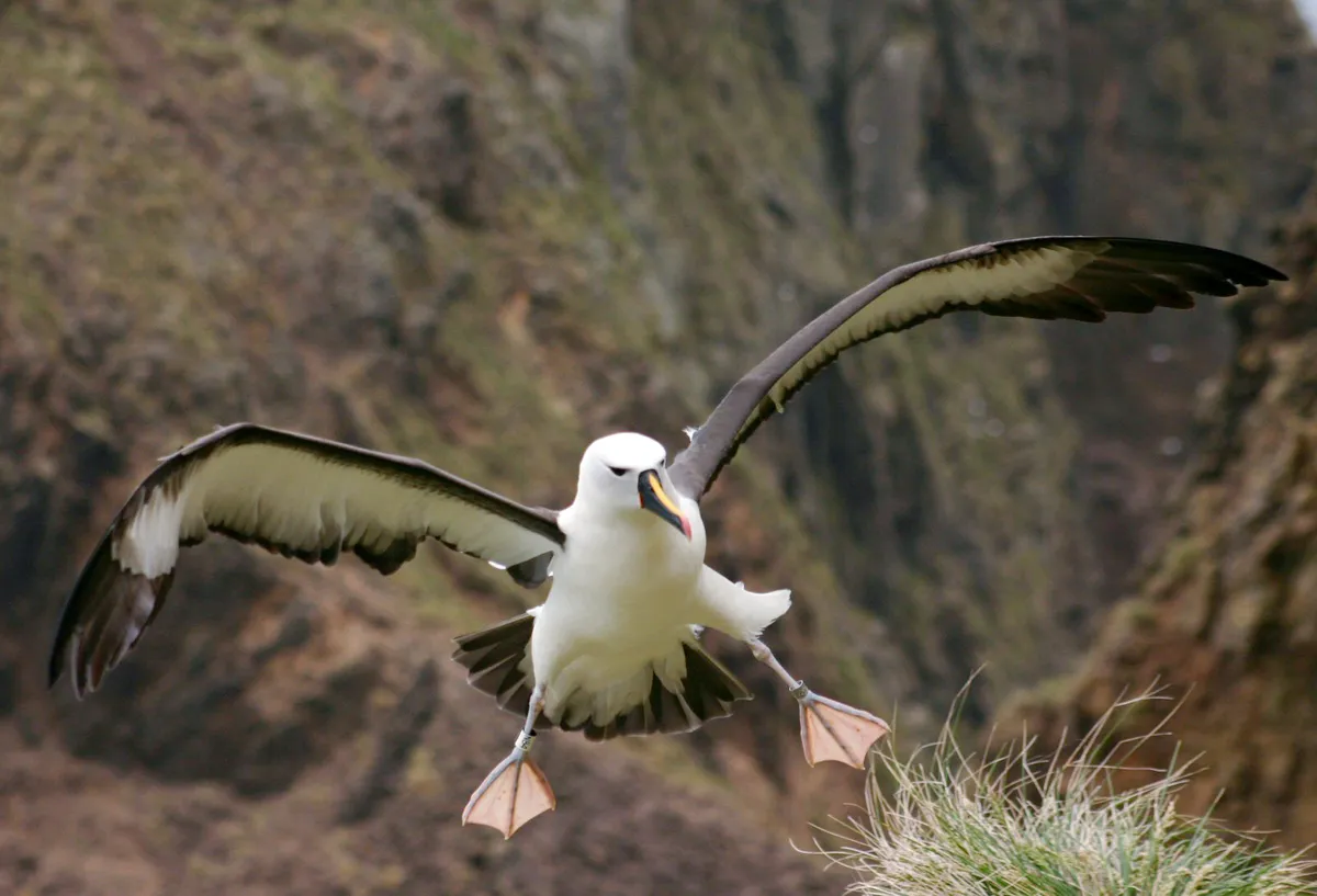 Albatros à nez jaune