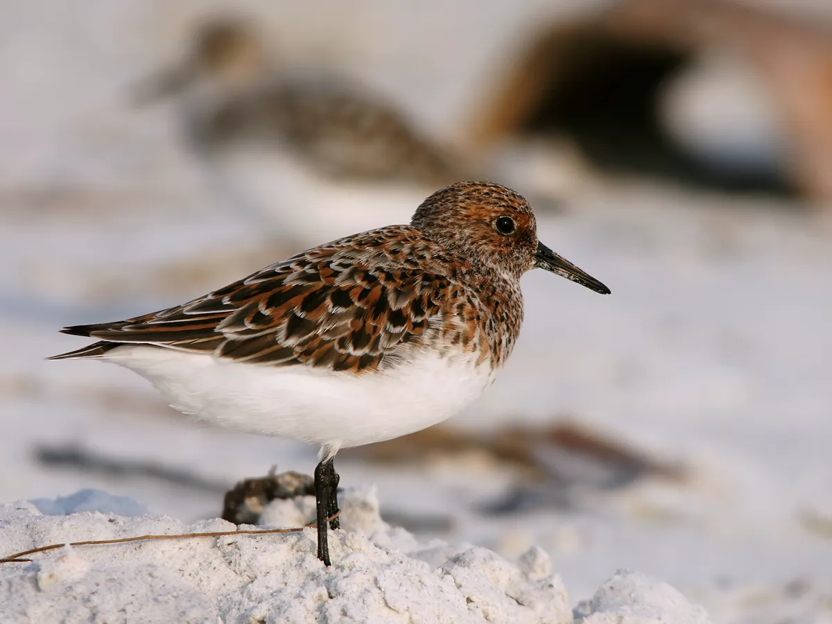 Bécasseau sanderling