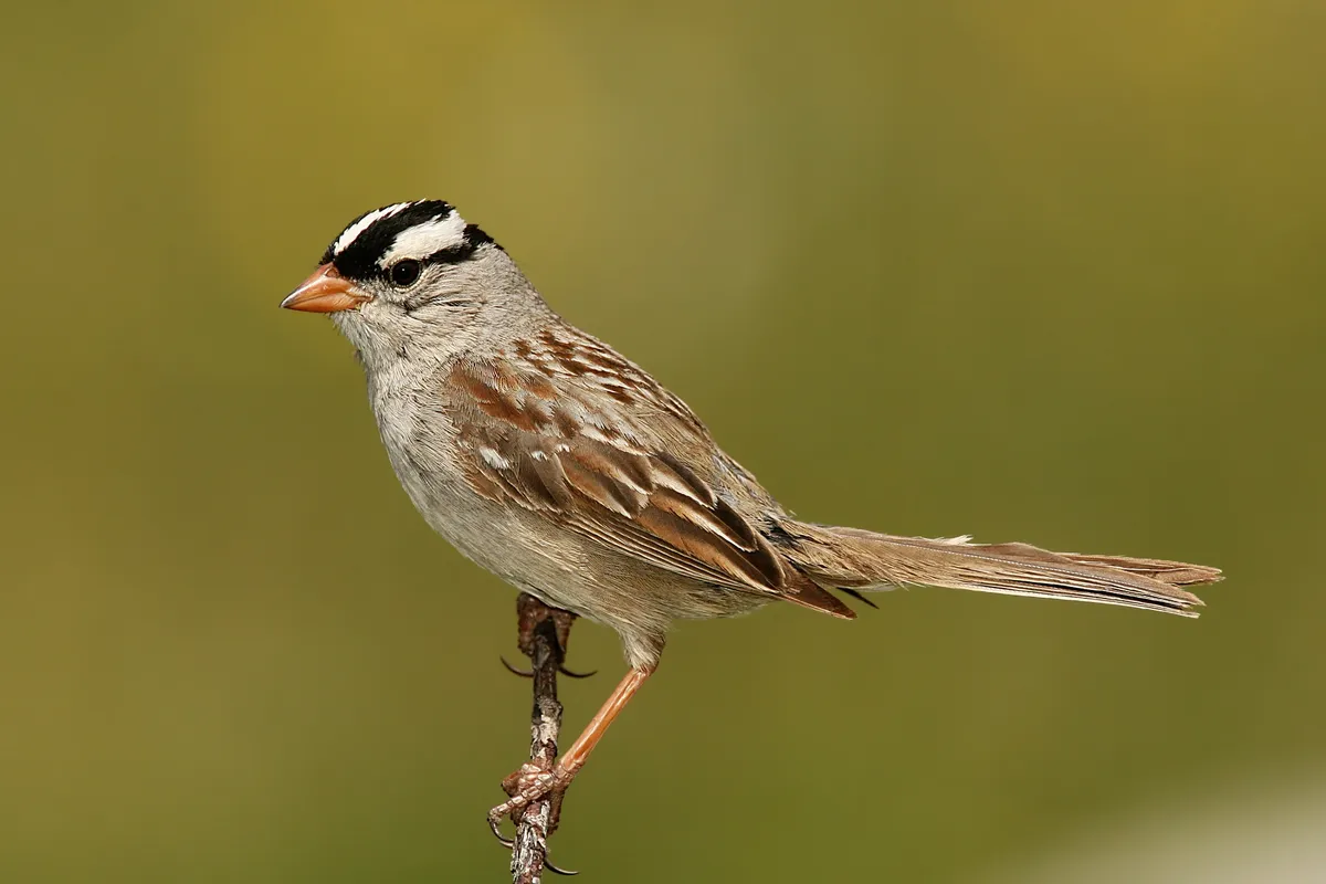 Bruant à couronne blanche