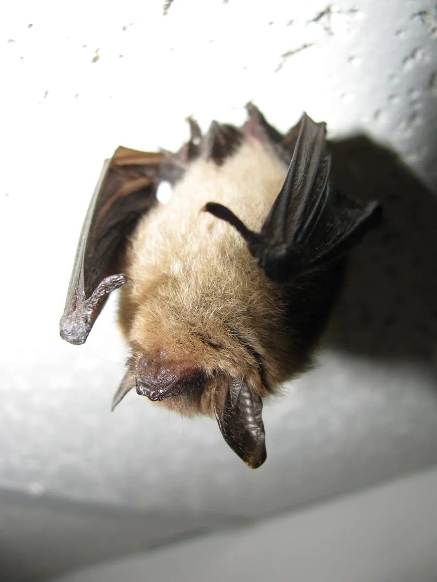 Chauve-souris nordique