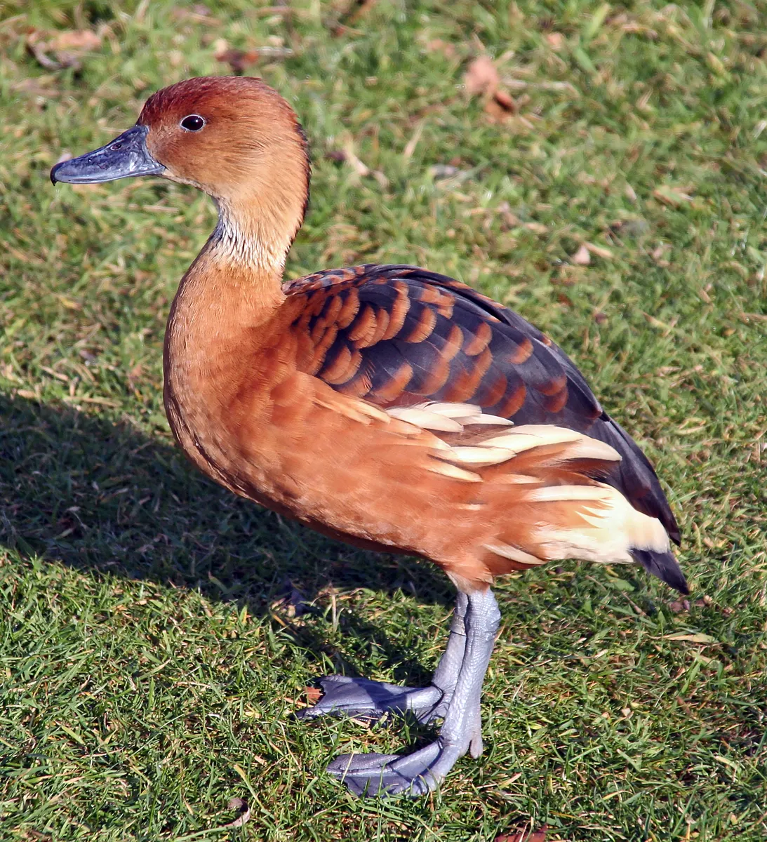 Dendrocygne fauve