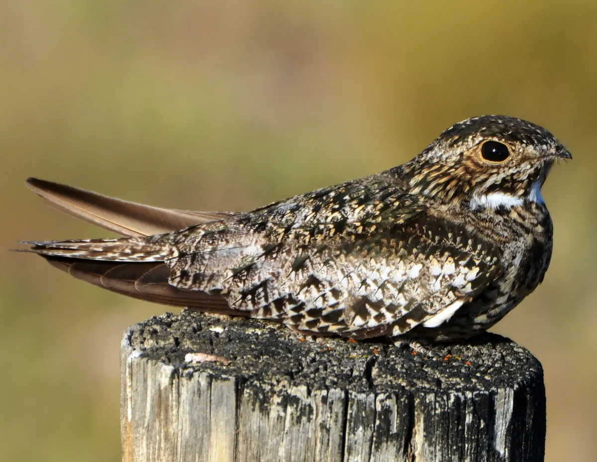 Engoulevent d'Amérique