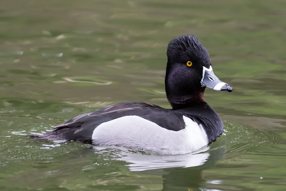 Fuligule à collier