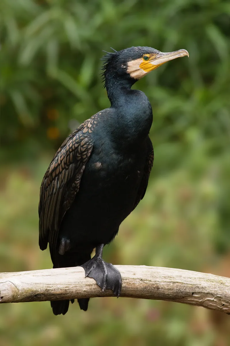 Grand cormoran