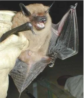 Grande chauve-souris brune