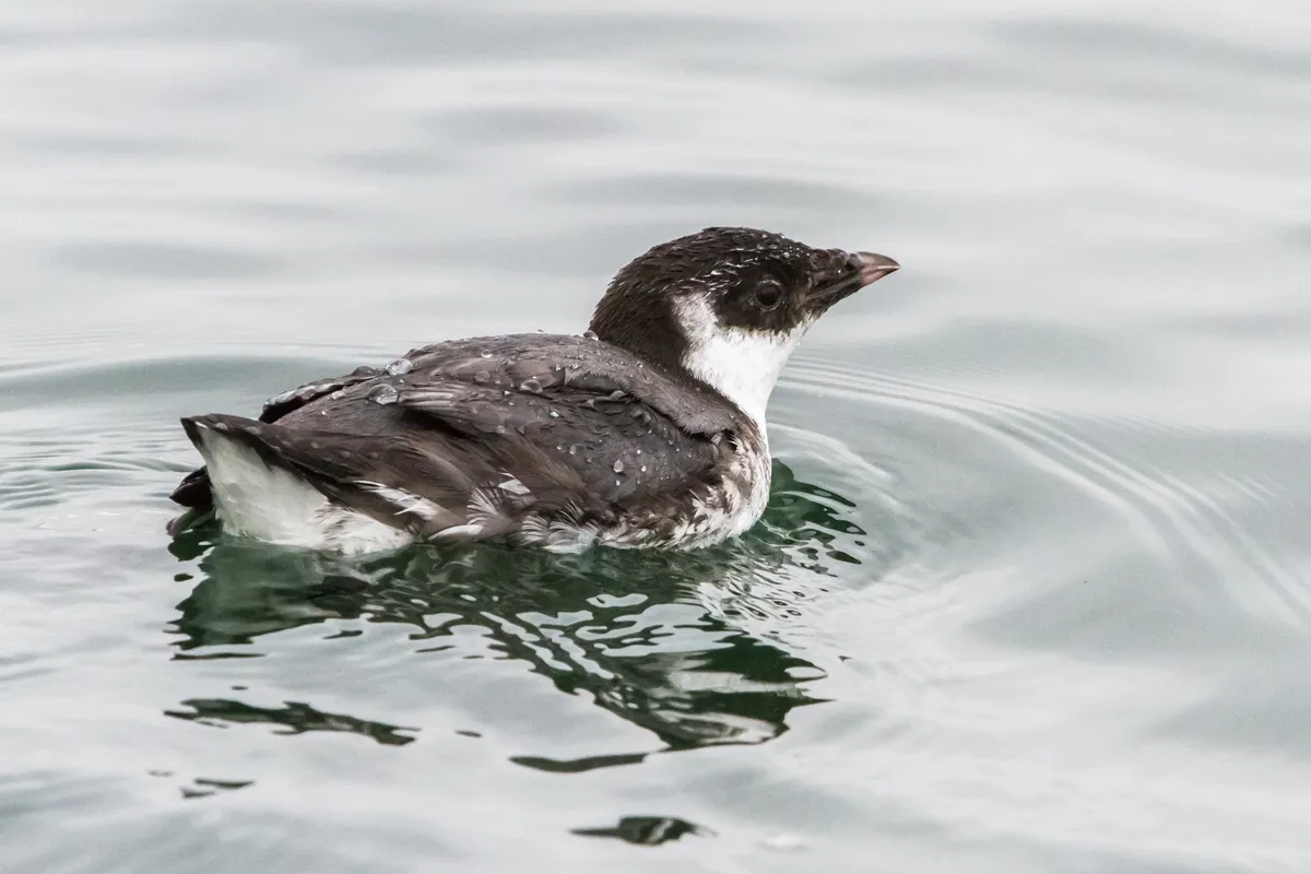 Guillemot à cou blanc