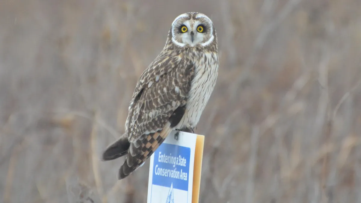 Hibou des marais