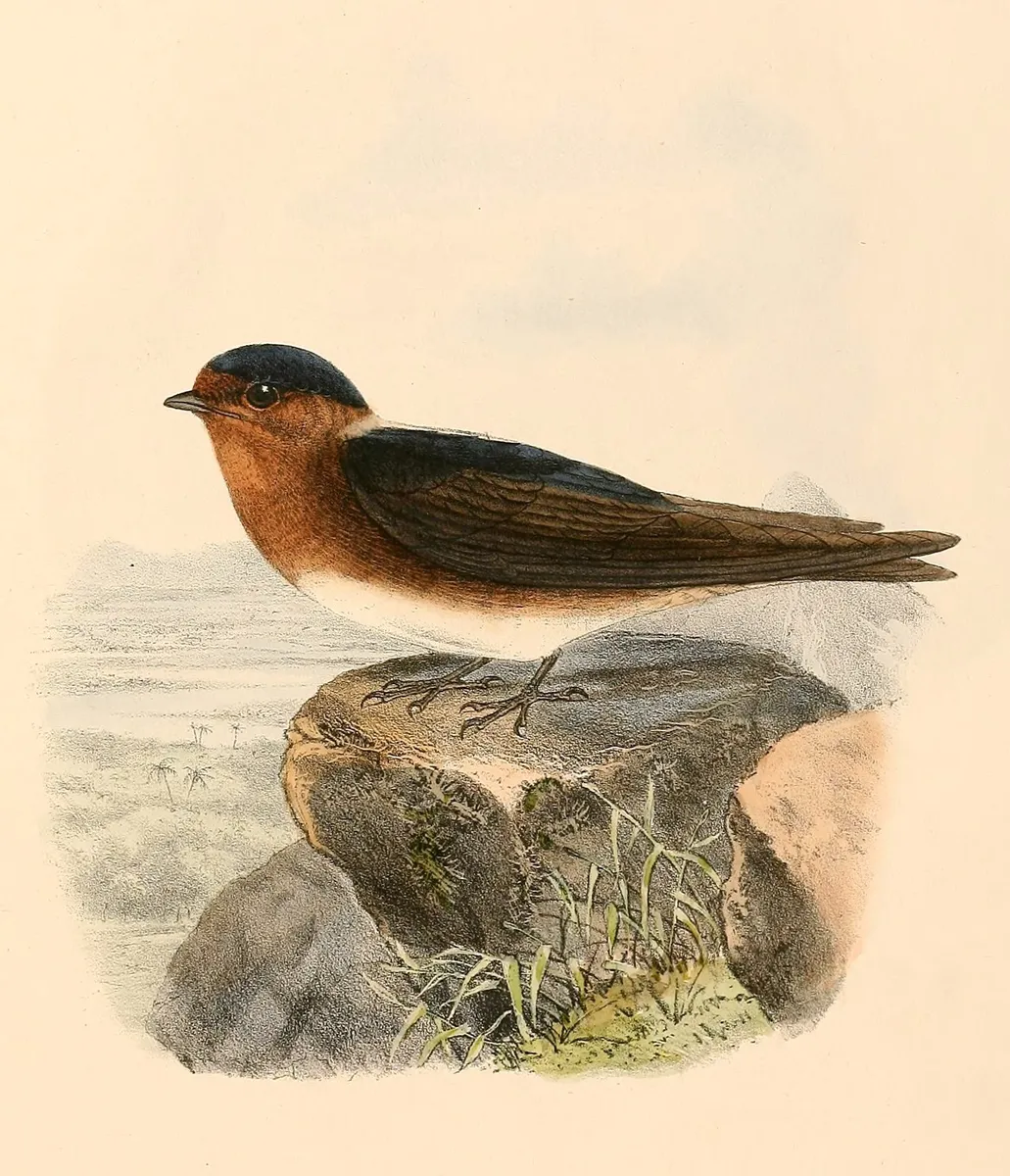 Hirondelle à front brun
