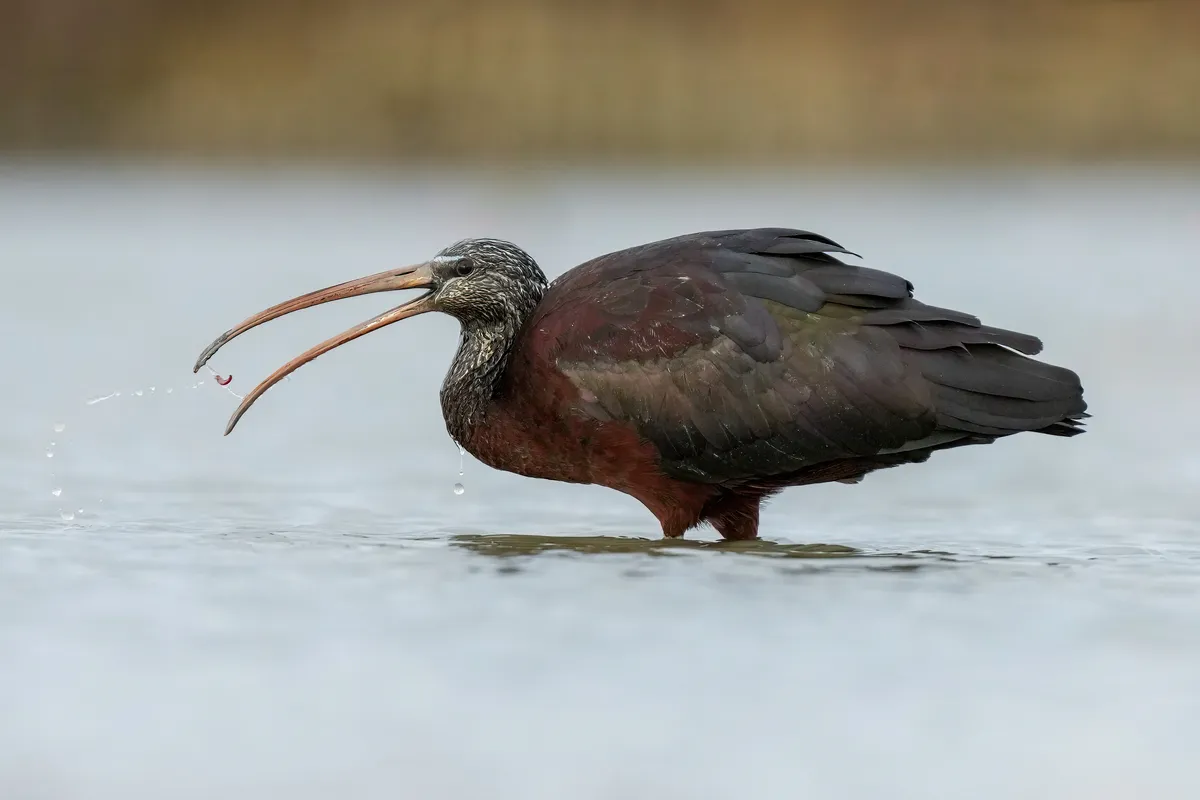 Ibis falcinelle