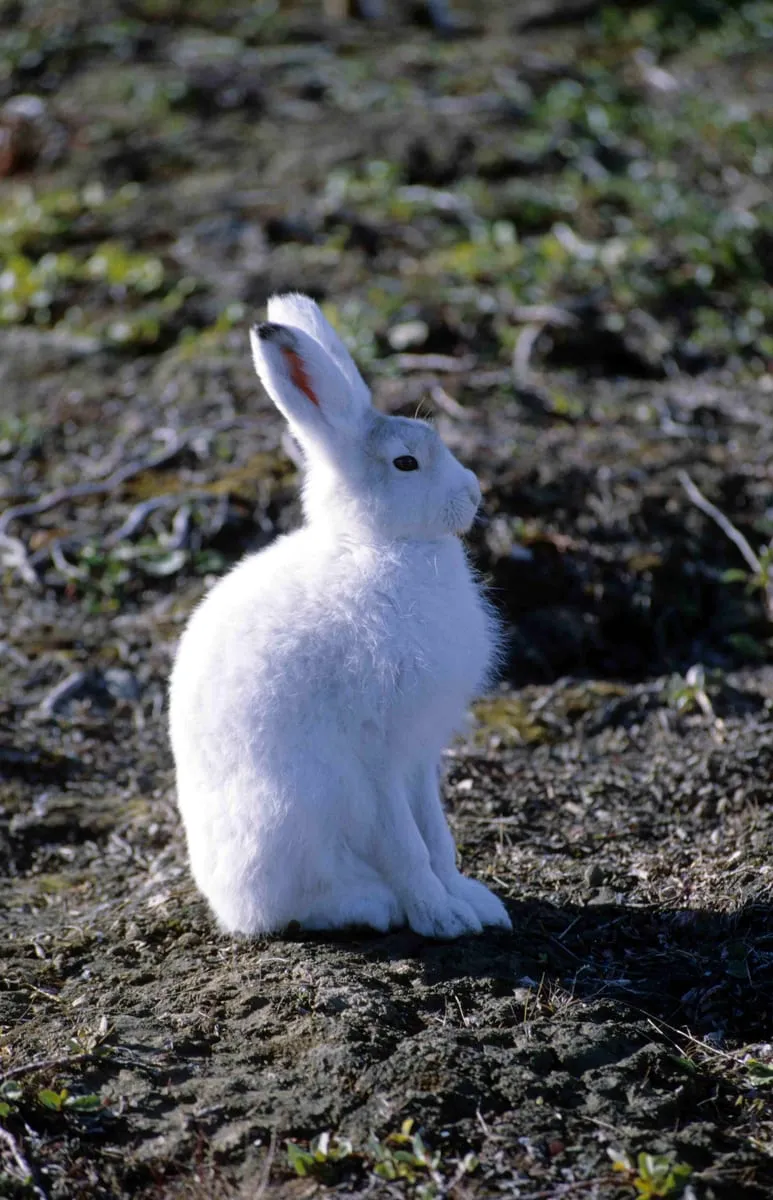 Lièvre arctique