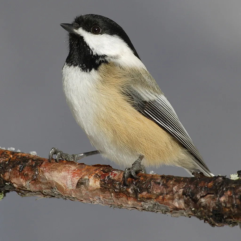 Mésange à tête noire