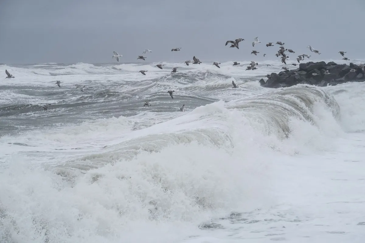 Océanite cul-blanc, pop. de l’Atlantique