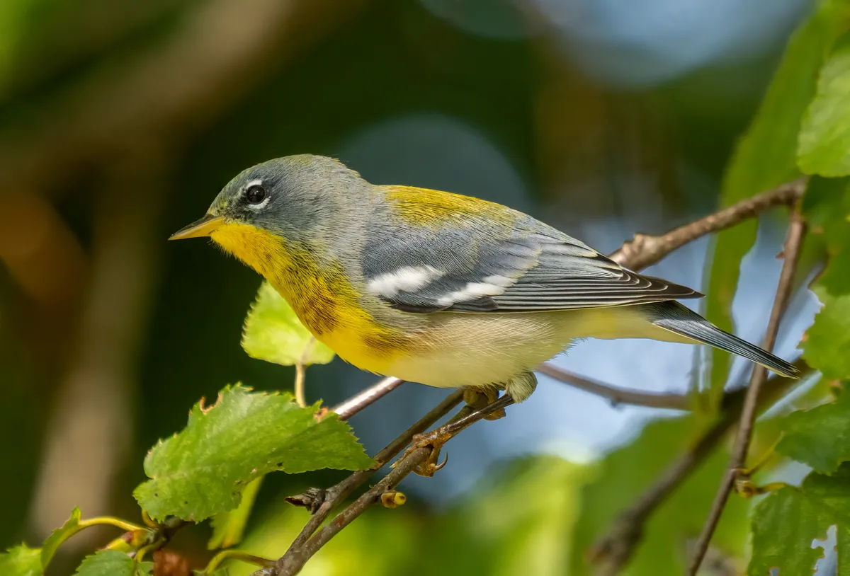 Paruline à collier