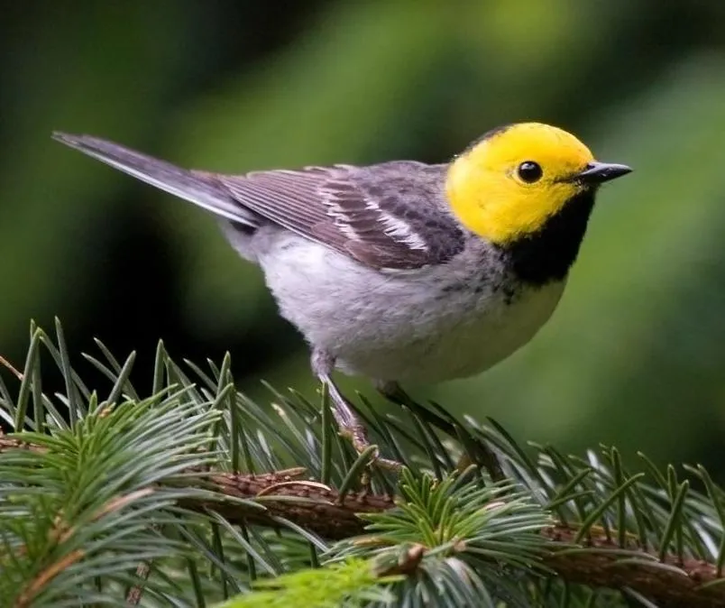 Paruline à tête jaune
