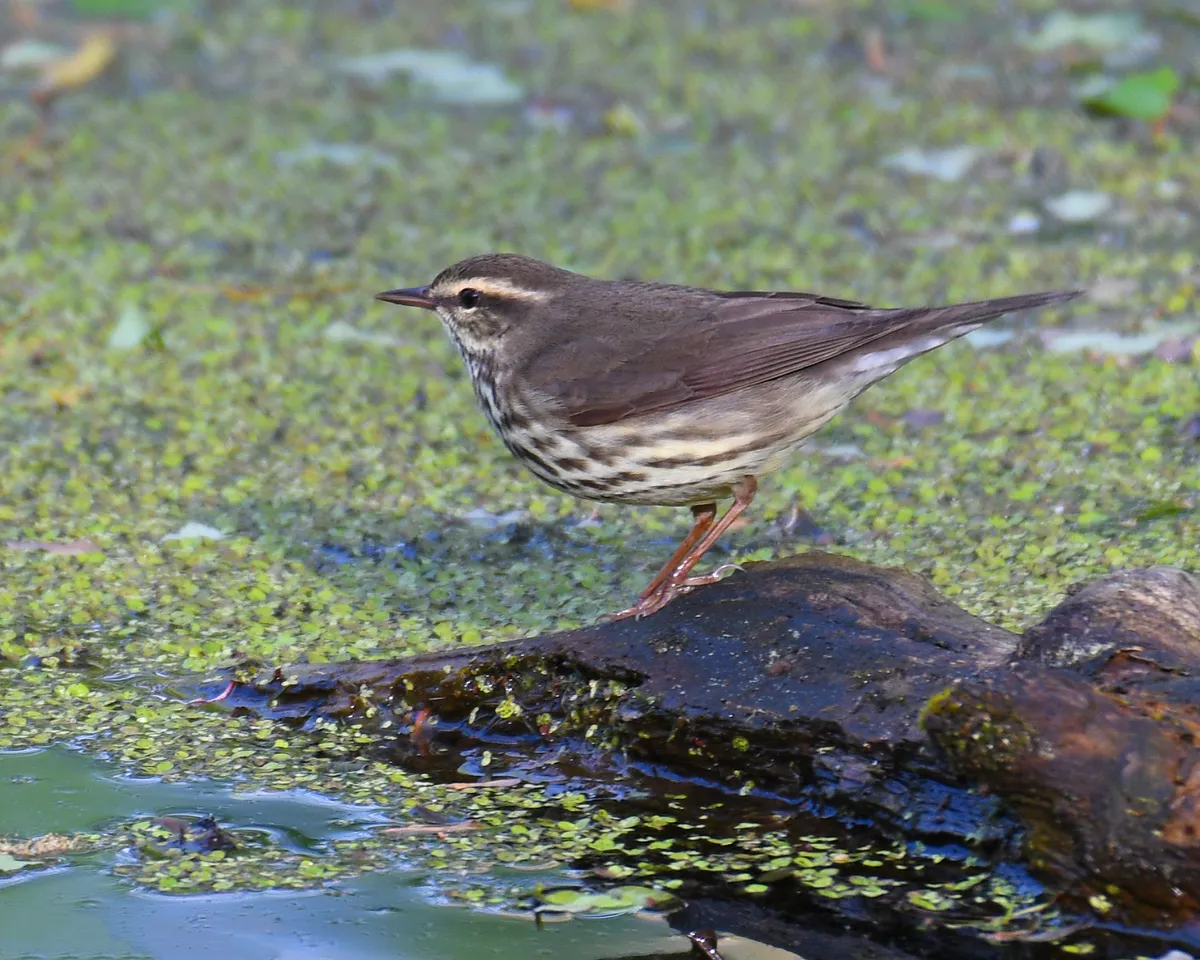 Paruline des ruisseaux