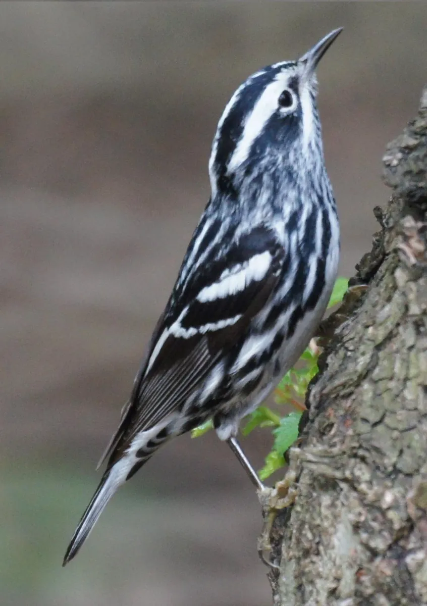 Paruline noir et blanc