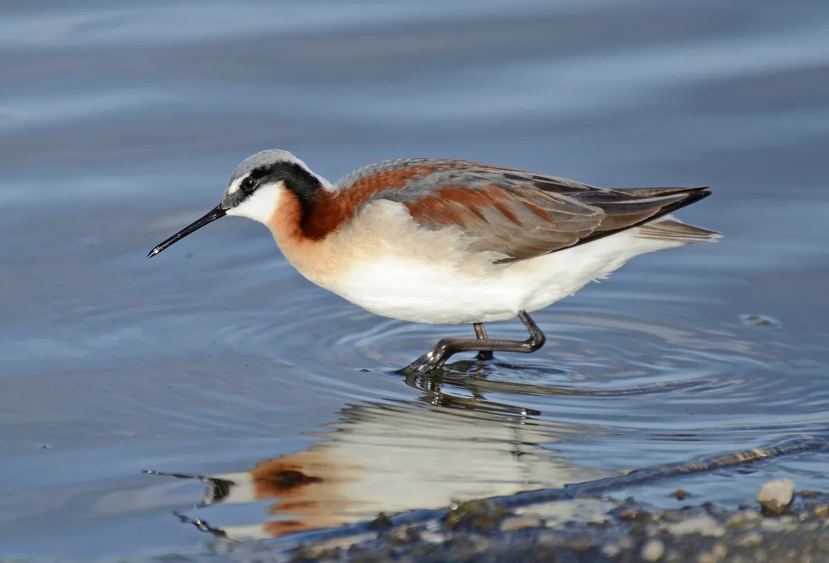 Phalarope de Wilson