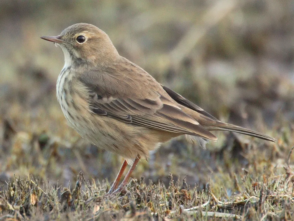 Pipit d'Amérique