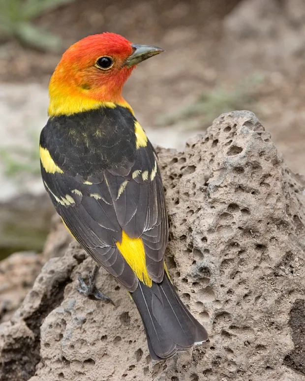 Piranga à tête rouge