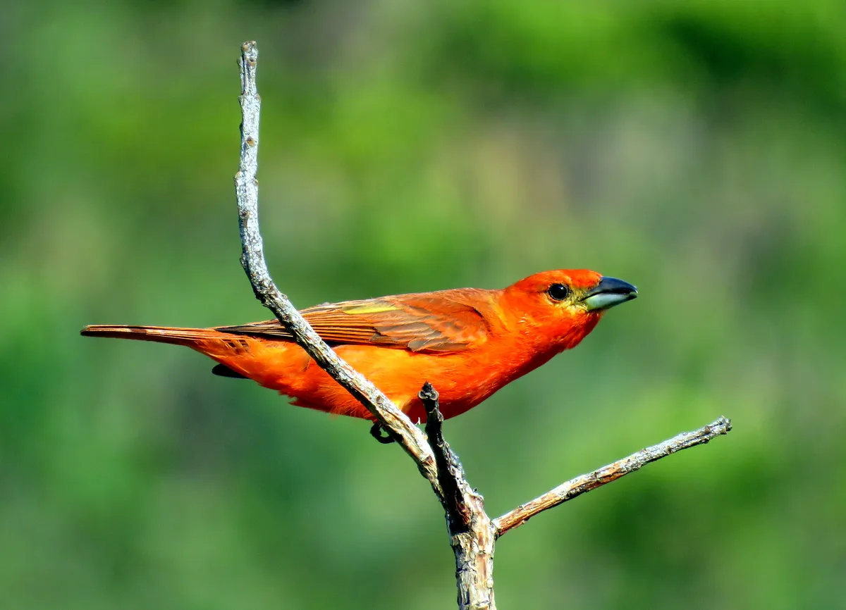 Piranga orangé