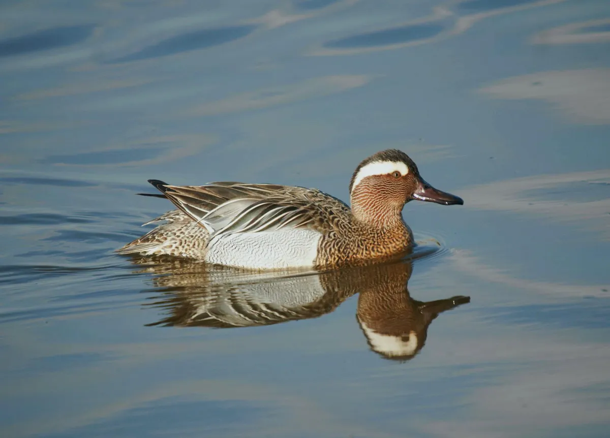 Sarcelle d'été