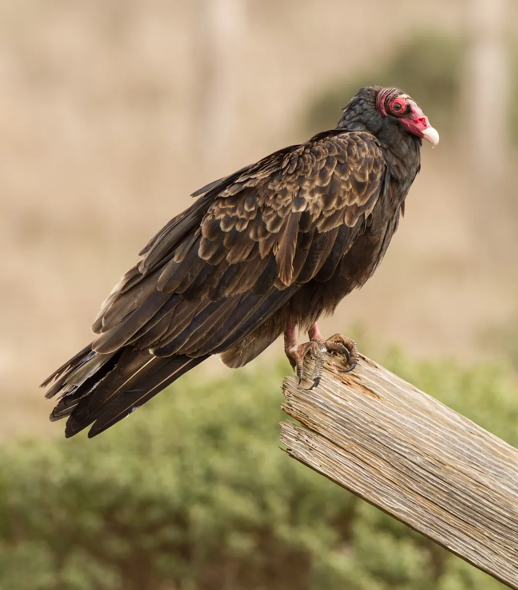 Urubu à tête rouge