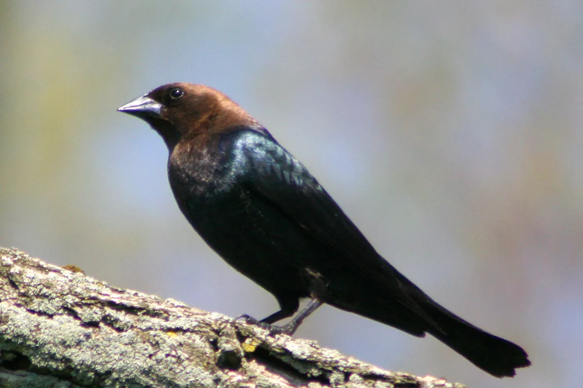 Vacher à tête brune